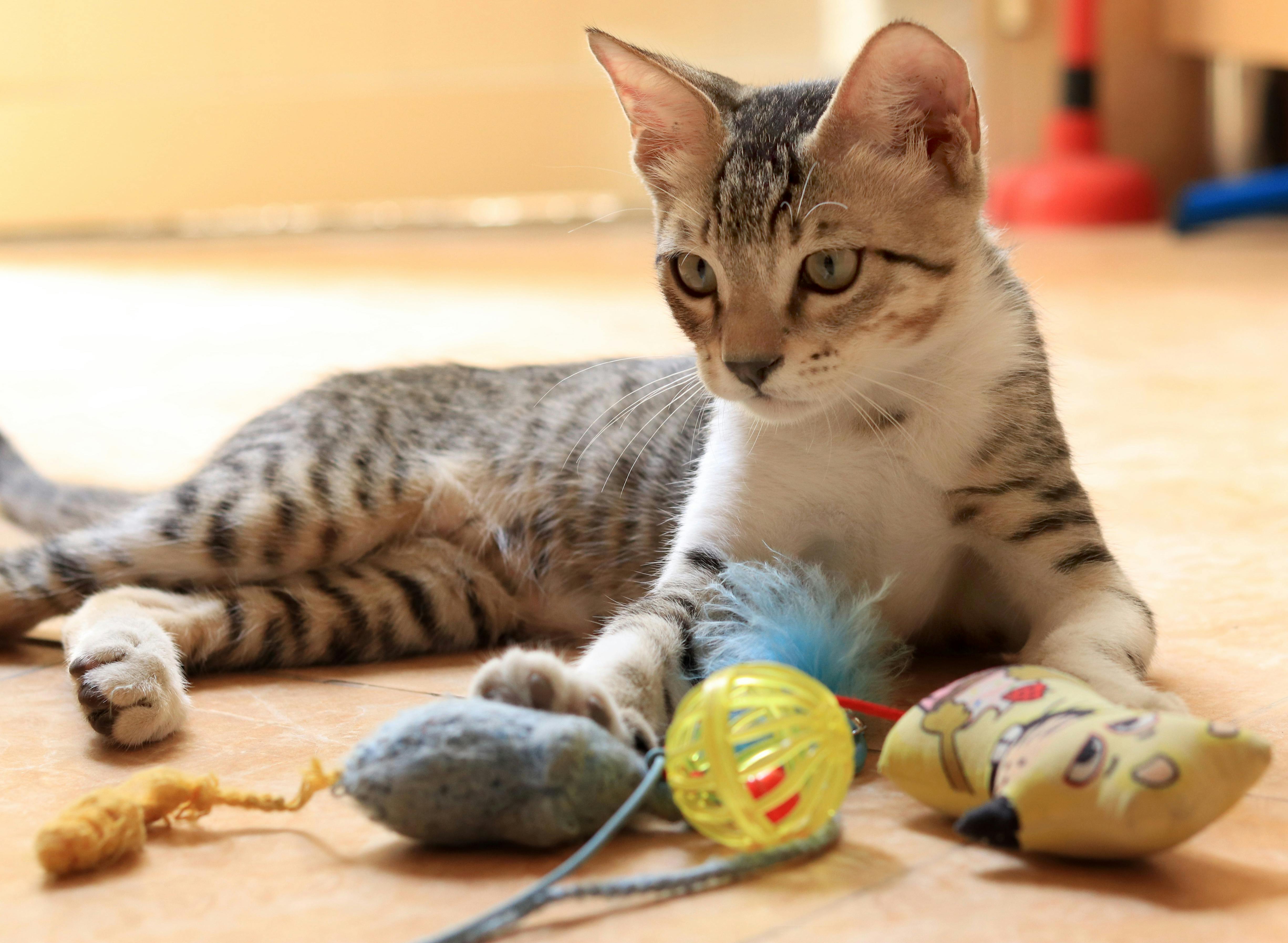 Jouets pour chats : sécuritaire et amusant jouets pour les chats ...