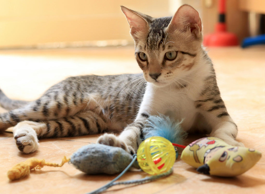 Jouets pour chats : sécuritaire et amusant jouets pour les chats
