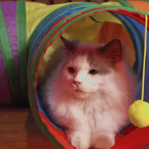 Tunnel pour chat – Minou Mini